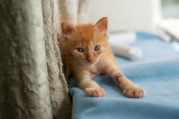 Choisissez l'assurance chien : économisez tout en protégeant votre animal