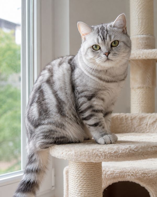 Cinnamon, chocolat, lilas, fawn : les couleurs rares du British Shorthair