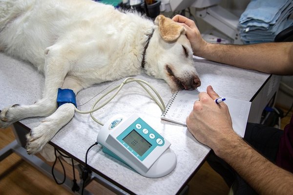 L'assurance pour chien : un choix malin pour votre budget