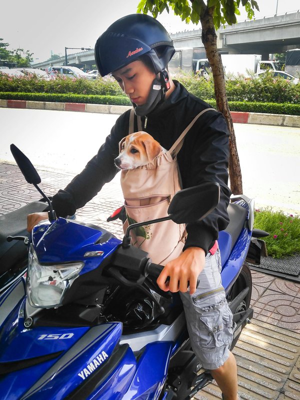 Accessoire moto pour chien : casque et lunettes stylés